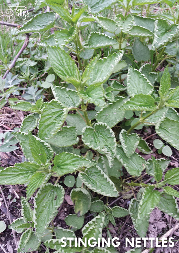 How to avoid stinging nettles and other poisonous plants | Iowa DNR